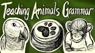 Teaching animals to be grammatical &ndash; Can Animals Grammar? #2