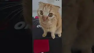 Orange Cat.exe #scottishfold #cute