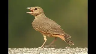 Rufous-tailed Lark (Ammomanes phoenicura) feeding behaviour best video DSCN5366