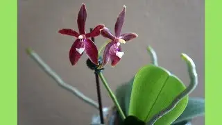 How to Safely Plant Aerial Roots Back Into Pots?? | Orchid Growing Care Tips