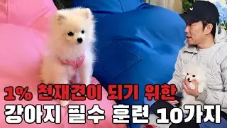 천재견이 되기 위한 필수 강아지 개인기 10가지