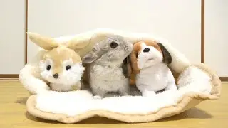 絶対にぬいぐるみのことを仲間だと思っているうさぎさんの行動