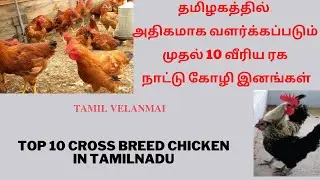 Top 10 Cross Breed Chicken in Tamilnadu ||  Kozhi Valarpu ||  Poultry Farming  || Tamil Velanmai