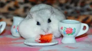Funny Hamster Becomes Super Fat Because Eating Too Much