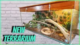 Upgrading Our Corn Snake Terrarium!!