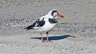 Leucistic Oystercatcher - Tjeld med fargefeil (Haematopus ostralegus)