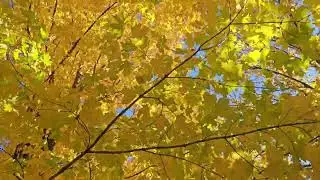 Fall in Frontenac state park 2025
