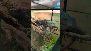 ПАРУСНАЯ АГАМА ВЕБЕРА | 𝐀𝐆𝐀𝐌𝐀 𝐖𝐄𝐁𝐄𝐑𝐀⛵🦎
