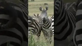 🦓 Zebra Sleep Secrets: How They Survive the Night:  #ZebraBehavior #PredatorAvoidance