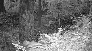 2016 06 10 05 00 24 RedFox (Blackfoot?) digging a new den