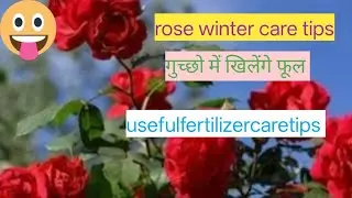 Rose gardening tips कड़ाके की सर्दी में गुलाब के पौधो में नहीं खिल रहे फूल अपनाए ये ट्रिक्स गुच्छो 