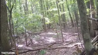 2021 Michigan Squirrel Huntin. Tactacam Solo