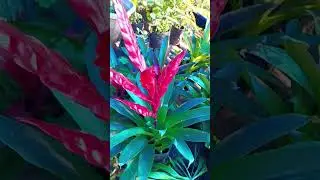 what a pleasure blooming flower