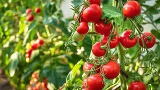 tomato ketchup manufacturing process
