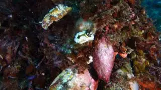 Forgotten Islands Indonesia on board the Arenui - Day 7