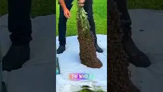 Этот человек управляет тысячами пчел одним движением 😱🐝