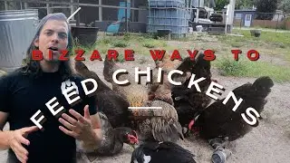 Feeding My Chickens CAT FOOD?!? (high protein!)