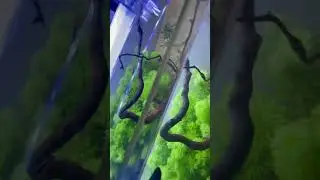 Cabomba
