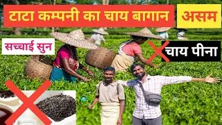 Assam ke Haseen Pahadon Mein Tata Tea Garden/#teagarden#assam#nagaon#kamakhya#guwahati