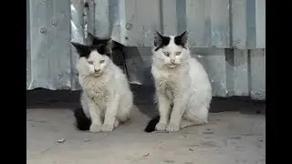Cute Cat Videos.😍 All Very Cute. (Cute cats living on the street)
