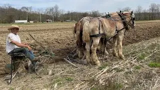 Plowing with a three horse hitch.
