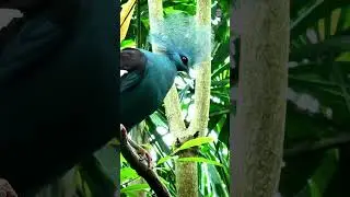 The Royal Bird of the Rainforest | Victoria Crowned Pigeon