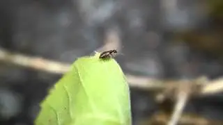 アカホソアリモドキ（♂）　Anthicus　fugiens　の飛翔