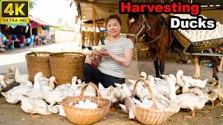 72 Hours Harvesting 1000+ Ducks 🦆 Selling at Village Market & Cooking Traditional Braised Duck!