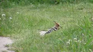 Wildlife video. A hoopoe walks in the grass. / 野生生物のビデオ。ヤツガシラが草の中を歩きます。