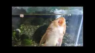 Animal  adventures ep4: fish spitting out pellet