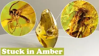 Ancient Moth and flies in Baltic Amber