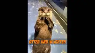 Auch Otter sp&uuml;ren, wer gut zu ihnen ist! #tier #tiere
