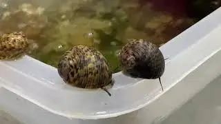 [Nerite Snail] What to do when someone block your way?