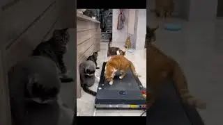 Funny cat fails 🐈 Cat compilation #felinegrace #rowdycat #awkwardcat #aboutcats #morecats