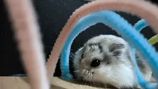 Hamster Live 🐹✨ | Exploring the Maze & Snacking Time!