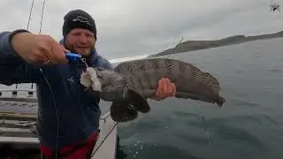 Fiskeskolen S&aelig;son 6   Episode 16 - Havkat.