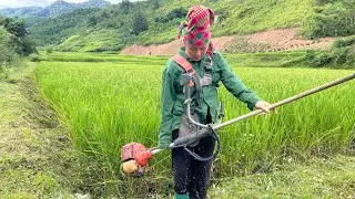 A Day on the Mountain Farm | Clearing Weeds, Picking Vegetables & Preparing a Duck