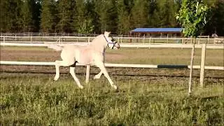 DD Tajo - Norwegian Fjordhorse Grey dun colt
