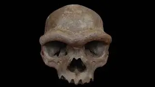 Dragon Man Unmasked: How a Century-Old Skull Rewrites Denisovan History