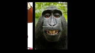 Who Is The Best Monkey?🤔🤔🤔