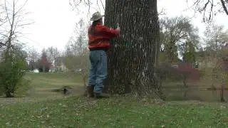 MOCCASIN TELEGRAPH- ANCIENT TREES ON DEATH ROW- YOCTANGEE PARK, CHILLICOTHE, OHIO