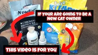 If You Want To Buy New Kitten Or Cat This Video Is For You ✅