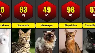 Smartest Cat Breeds in the World (Ranked by IQ Level)