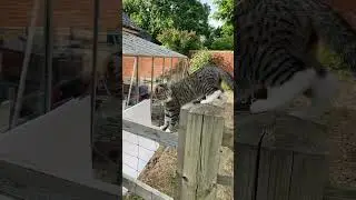 Action kitty! #cat #explore #action #shorts