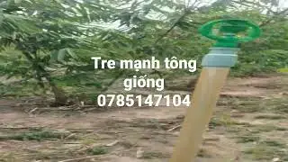 tre mạnh t&ocirc;ng giống b&aacute;n nguy&ecirc;n bụi ace cần alo 0785147104