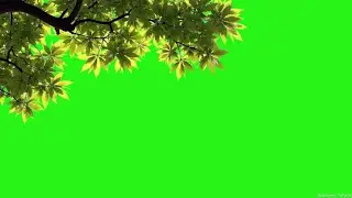 Leaves green screen video download | Tree branch leaves moving green screen effect