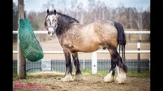 Regal - his first National Combined Driving Competition. Very talented Gypsy Cob