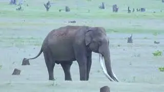 Remembering Bhogeshwara (Died at age 70), Kabini's Iconic Elephant With Longest Tusks In Asia
