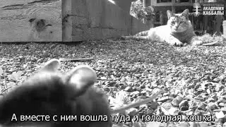 Не расширяйте норку, чтобы не залезла кошка. Взгляд каббалиста
