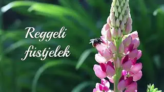 Reggeli f&uuml;stjelek - MEGOLD&Aacute;S A CS&Uuml;GGED&Eacute;S ELLEN - 2025.03.28. - (Farkas &Aacute;d&aacute;m)